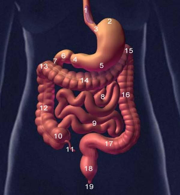 Resultado de imagen para fisiologia digestiva humana