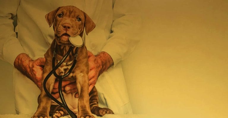 Master in Animal Science