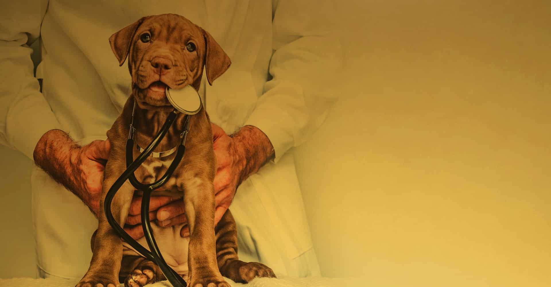 Master in Animal Science