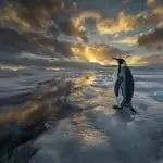 Amidst Emperor Penguins Struggle with Climate Change