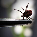 Cómo una proteína del sudor puede revolucionar la prevención de la enfermedad de Lyme
