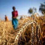 Feeding a Warming World: Technological Innovations Offer Hope for a Hunger-Free Future