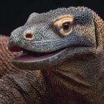 Komodo Dragons Have Iron-Coated Teeth: Nature’s Armored Predators