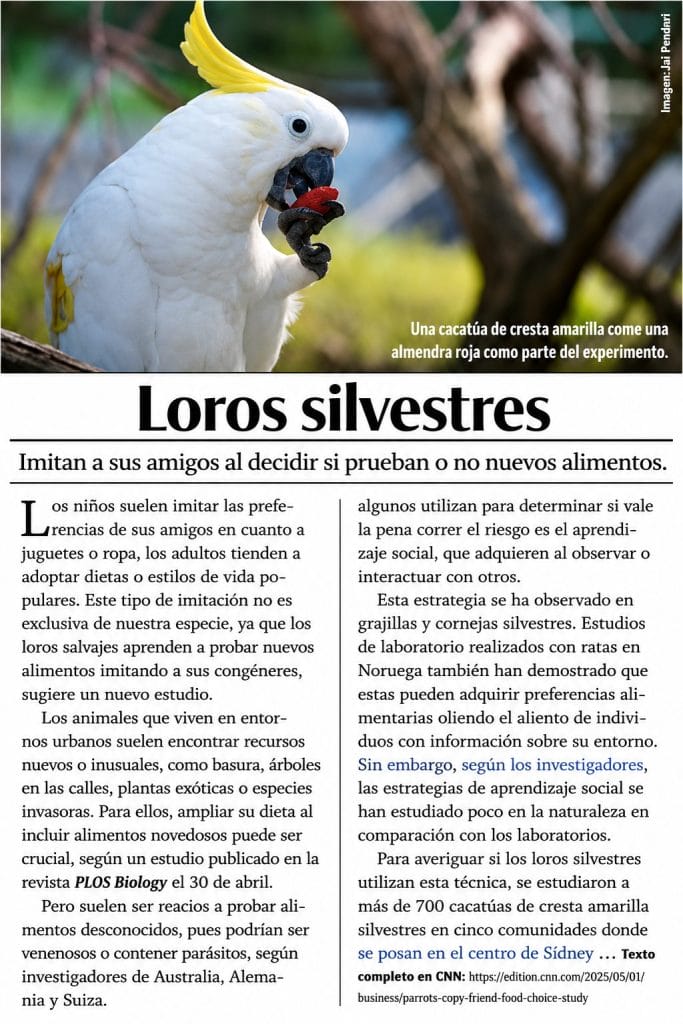 loros Spanish
